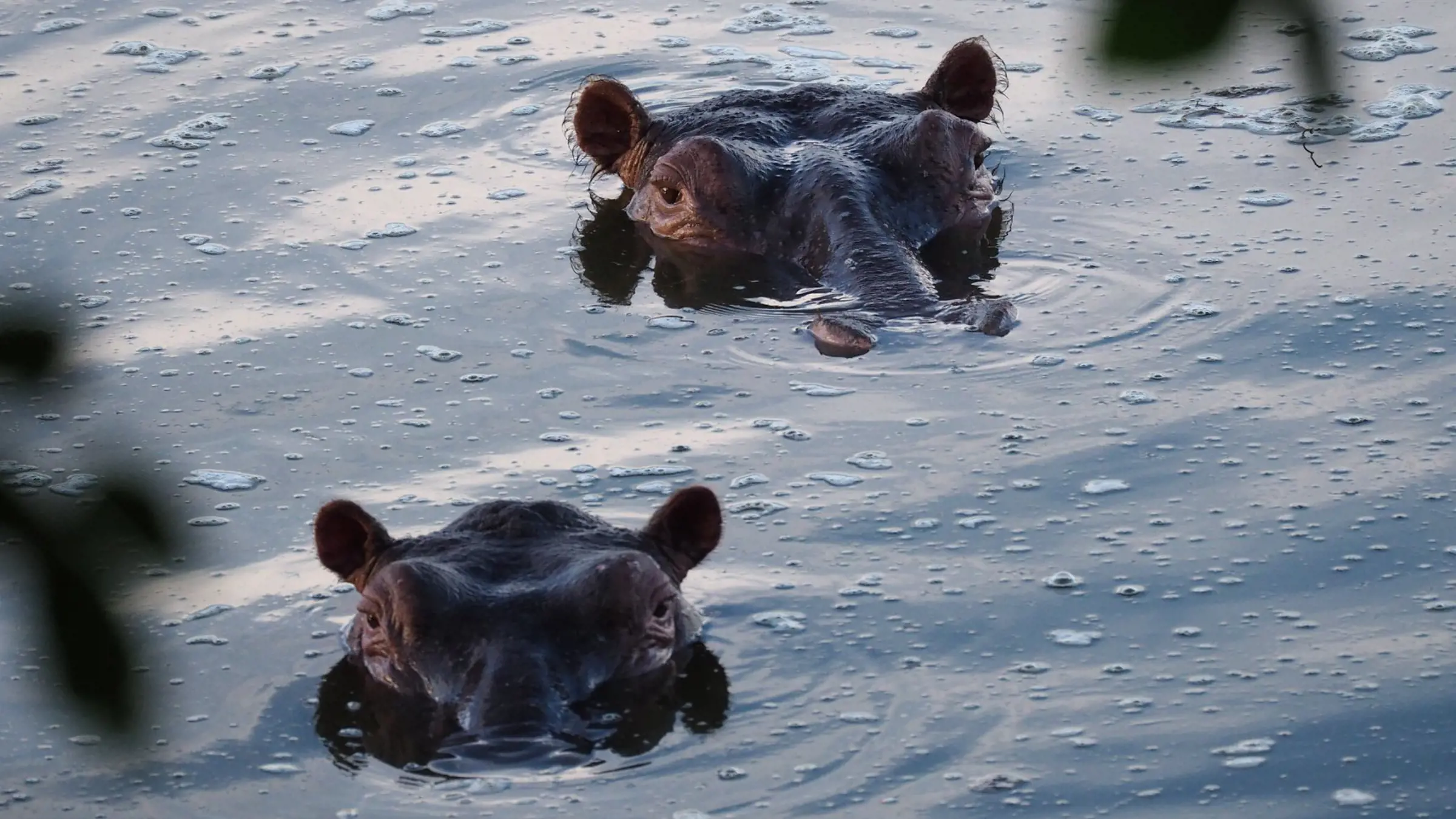 Mit dem Boot zu den Nilpferden im Mburo See